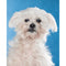 Savage Widetone Seamless Background Paper (